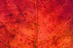 Red Leaf Texture Stock Photo