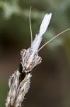 Empusa Pennata Stock Photo