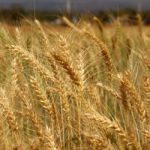 Wheat Field Stock Photo