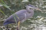 Photo Of A Great Blue Heron Standing In The Mud Stock Photo