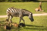 Zebra In The Field Stock Photo