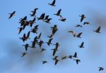 Wild Geese In Flight Stock Photo