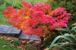 Autumnal Colours  Of An Acer Tree In East Grinstead Stock Photo