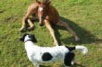 Best Friends Dog And Foal Stock Photo