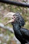 Silvery-cheeked Hornbill Stock Photo