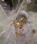 Spider On Web And Victim Stock Photo