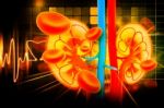 Human Kidney Cross Section Stock Photo