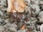 Ant Outside In The Garden Stock Photo