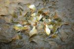 Fish Herd Stock Photo