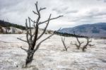 View Of Mammoth Hot Springs Stock Photo