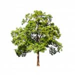 Green Tree On White Background Stock Photo