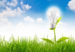 Light Bulb Grow In The Grass Stock Photo