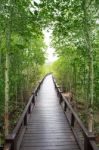 Wood Way Bridge In Natural  Mangrove Forest Stock Photo