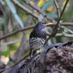 Male Japanese Thrush Stock Photo