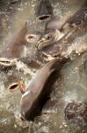 Catfish In River Stock Photo