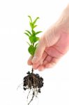 Green Seedling In Hand Stock Photo