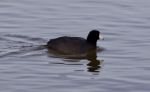 Beautiful Image With Funny Weird American Coot In The Lake Stock Photo