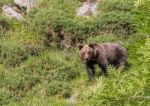 Brown Bear In Asturian Lands Stock Photo