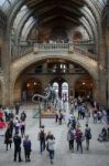 People Exploring  The National History Museum In London Stock Photo