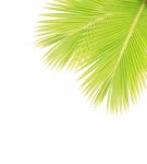 Coconut Leaf Isolated On White Background Stock Photo