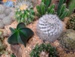 Various Cactus Plants Stock Photo