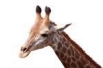 Giraffe Stock Photo