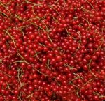 Redcurrant Stock Photo