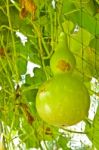 Close Up Of The Calabash Vegetable Stock Photo