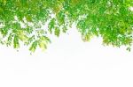 Green Leaves On White Background For Isolated Stock Photo