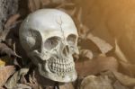 Still-life Of Human Skull On Dry Leaf Stock Photo