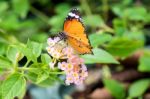 Orange Black Pattern Butterfly On Bunch Stock Photo