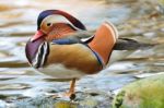 Male Mandarin Duck Stock Photo