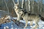 2 Gray Wolves In The Snow Stock Photo