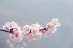 Cherry Blossom With Soft Focus, Sakura Season Background Stock Photo