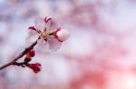 Cherry Blossom With Soft Focus, Sakura Season Background In Spring Stock Photo