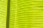 Banana Leaf Texture Stock Photo