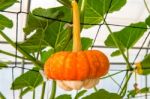 Pumpkin On A Field Stock Photo