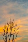 Silhouette Of Dead Tree And Dry Branch With Beautiful Sky And Ye Stock Photo