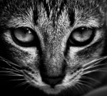 Cat Eyes Stock Photo