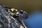 Fire Salamander Stock Photo