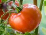 Ripe Tomatoes Growing Closeup Stock Photo