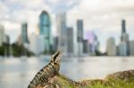 Water Dragon Outside During The Day By The Brisbane River Stock Photo