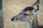 Deer Outside During The Day Stock Photo