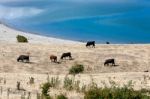 Cattle Grazing On The Banks Of Lake Hawea Stock Photo