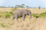 African Elephant In Serengeti National Park Stock Photo