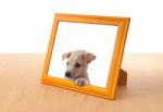 Dog With Frame Stock Photo