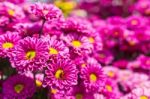 Colorful Pink Chrysanthemums Stock Photo