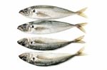 Raw Short Mackerel Fish Stock Photo