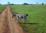 Zebra In South Africa Stock Photo