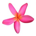 Pink Plumeria Flower Stock Photo